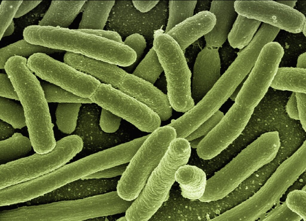 bacteria growth on damp fabric microscope view