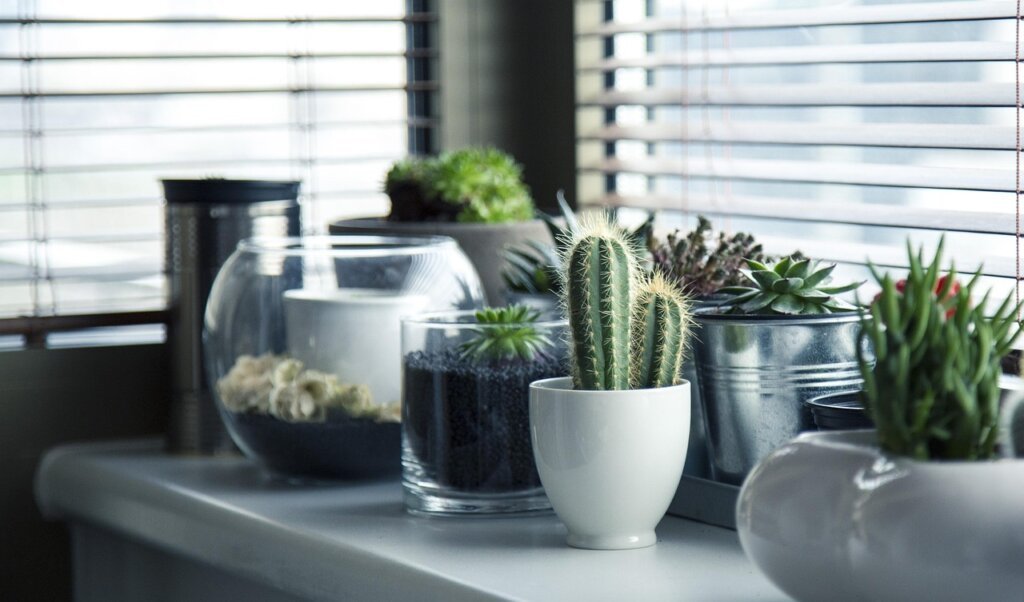 indoor plants air purifying sansevieria spider plant shelf
