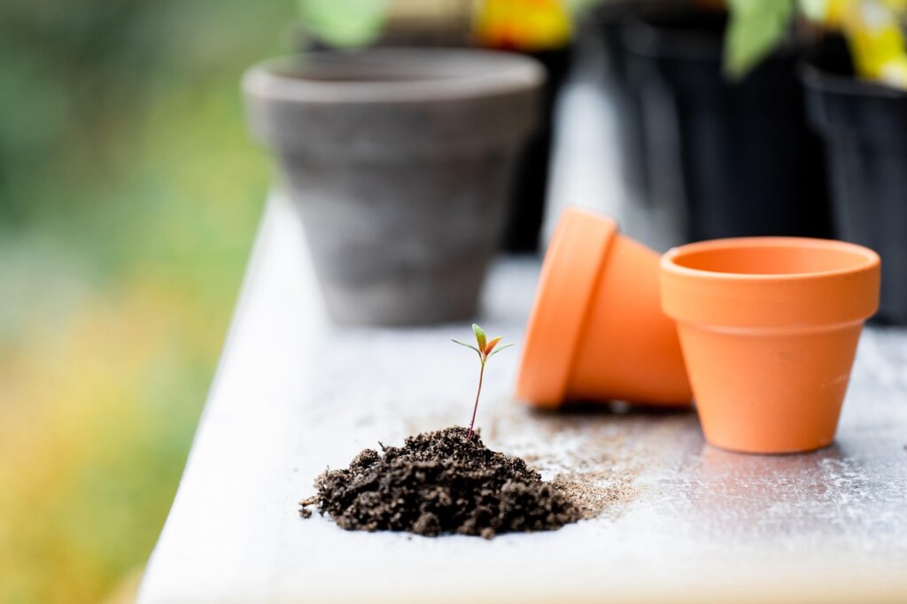 finger pressing into dry potting soil to check moisture level