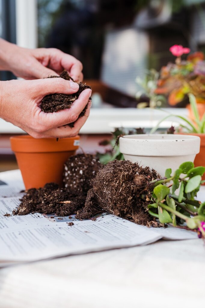 repotting a houseplant with fresh soil mix into a clean terracotta pot