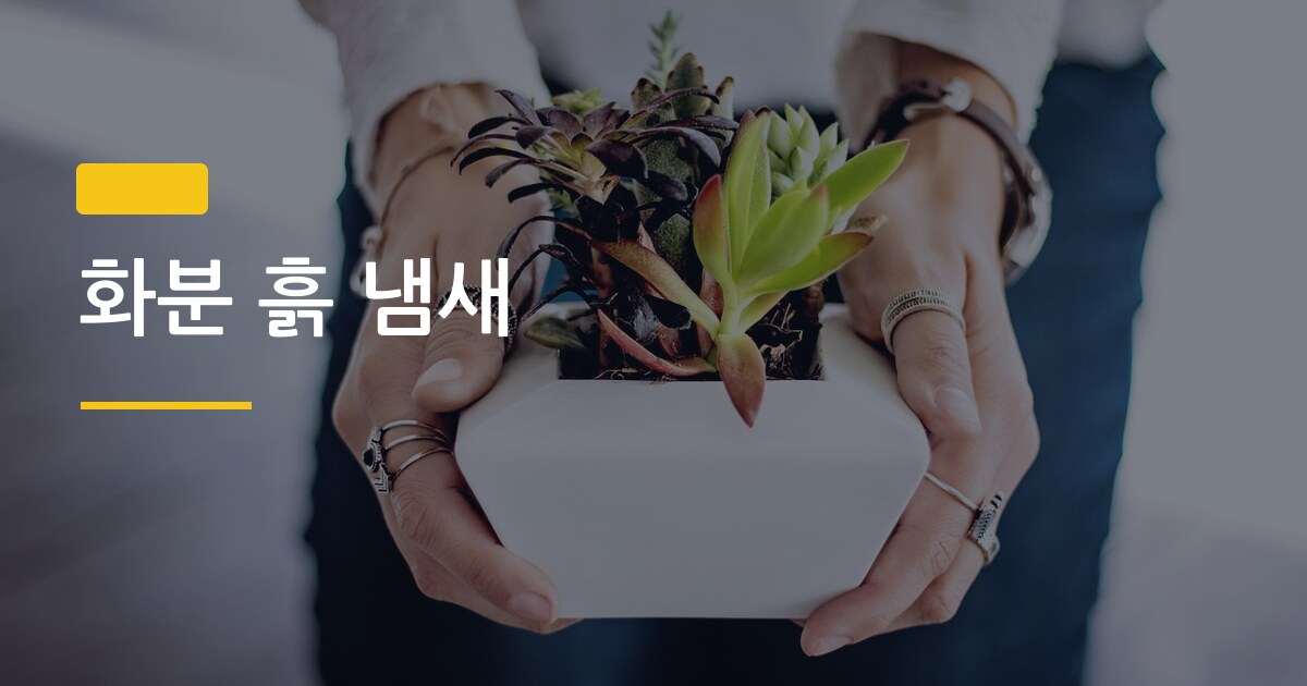 화분 흙 냄새, 원인 3가지와 신혼집에서 바로 쓰는 관리법