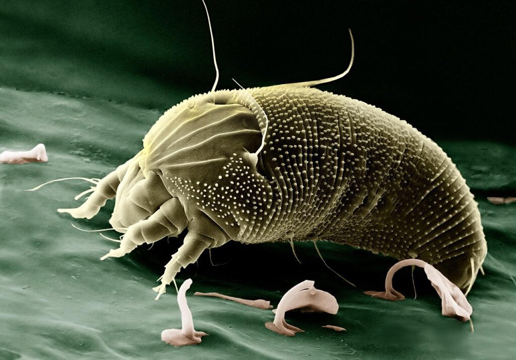 fabric sofa dust mites close-up microscopic view