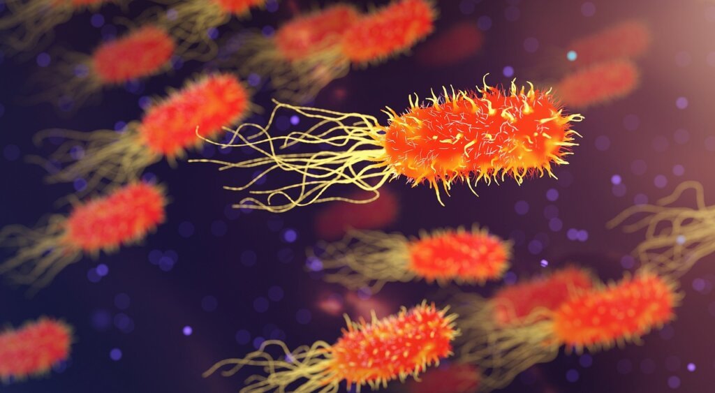 bacteria on kitchen cloth microscope